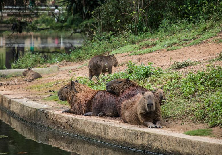 Free stock image of Capivara created by Fabio Ramos Arantes