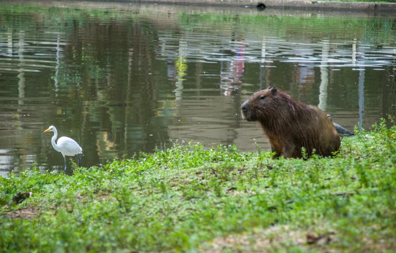 Free stock image of Capivara created by Fabio Ramos Arantes