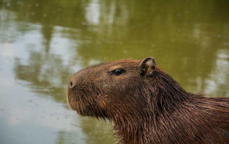 Free stock image of Capivara created by Fabio Ramos Arantes