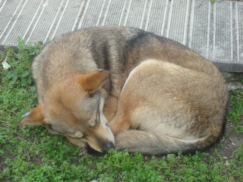 Free stock image of Urban dog created by Boris Kyurkchiev