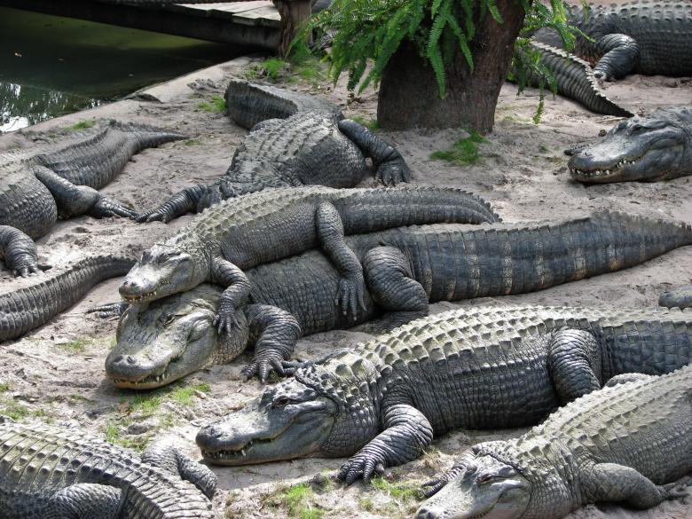 Free stock image of Smiling Alligators created by David Witts