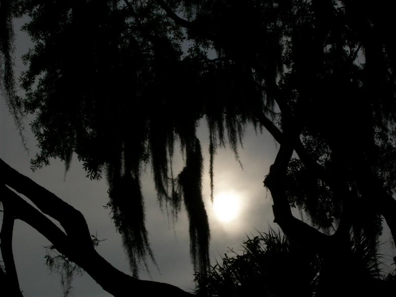 Free stock image of Sunset Behind A Cypress Tree created by David Witts