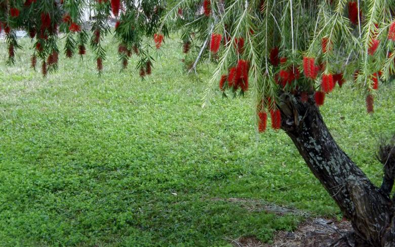 Free stock image of Bottlebrush Tree created by David Witts
