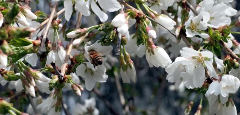 Free stock image of Spring Bee created by Tim Fitch