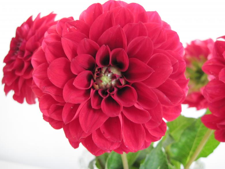 Free stock image of Beautiful red flower created by Boris Kyurkchiev