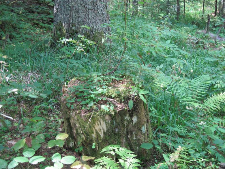 Free stock image of Old stump in the forest created by Boris Kyurkchiev