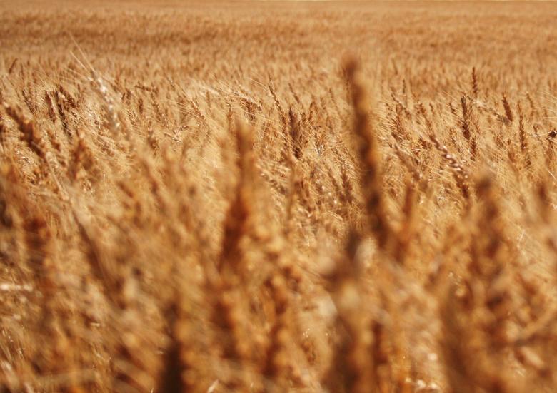 Free stock image of Wheat created by Free Texture Friday