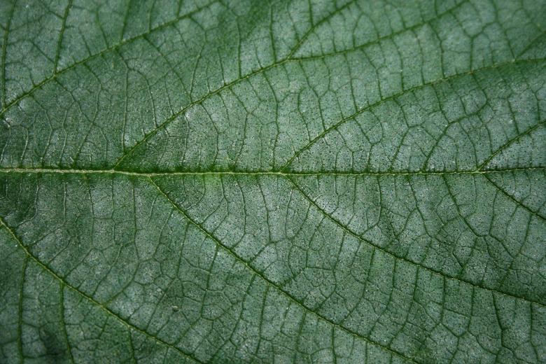Free stock image of Leaf Texture created by Free Texture Friday
