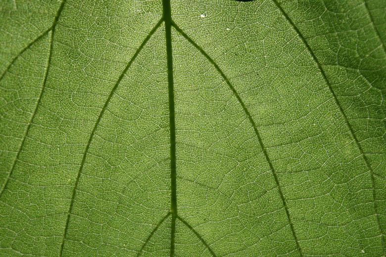 Free stock image of Leaf Texture created by Free Texture Friday