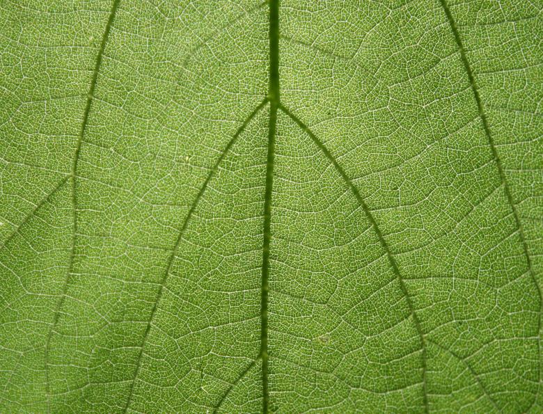 Free stock image of Leaf Texture created by Free Texture Friday