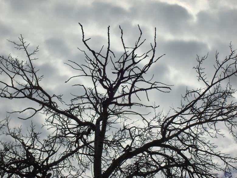 Free stock image of Sinister tree branches created by Boris Kyurkchiev