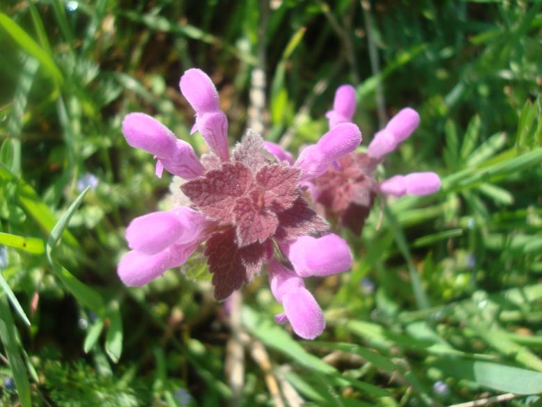 Free stock image of Purple spring flower created by Boris Kyurkchiev