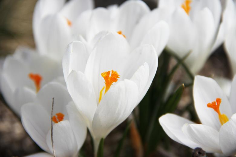 Free stock image of spring symbol created by Cofaru Alexandru