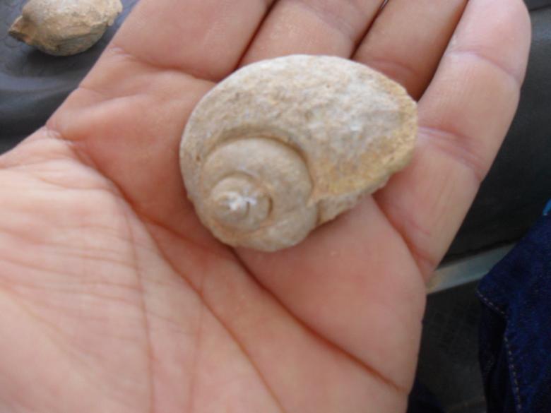 Free stock image of Stone Shell created by Ghomrasseni