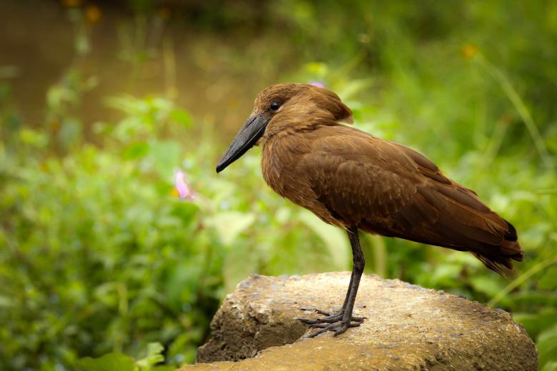 Free stock image of Bird created by Matias Moretti
