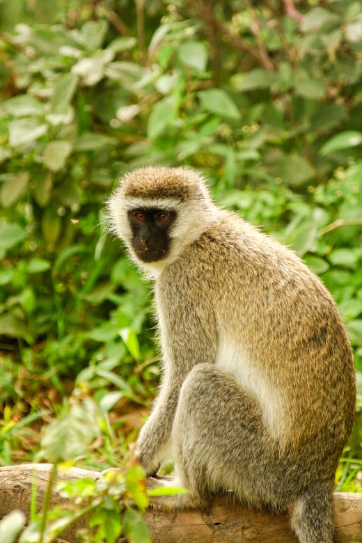 Free stock image of Monkey created by Matias Moretti