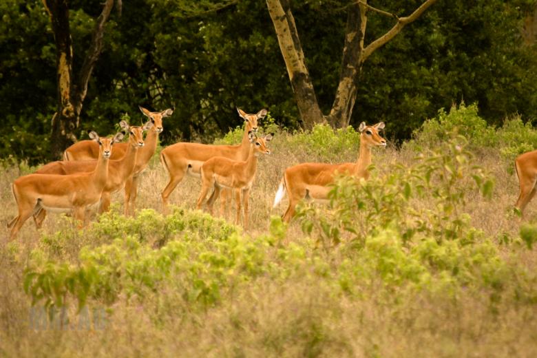 Free stock image of Impalas created by Matias Moretti