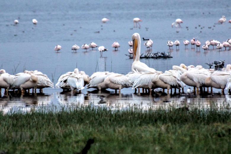 Free stock image of Flock of birds created by Matias Moretti