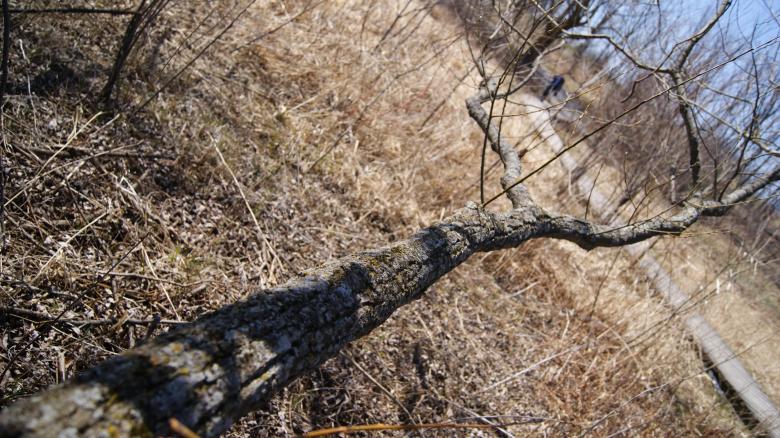 Free stock image of Fallen Tree created by Wasim Baobaid