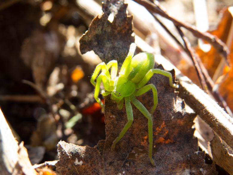 Free stock image of Green spider created by Janis Urtans