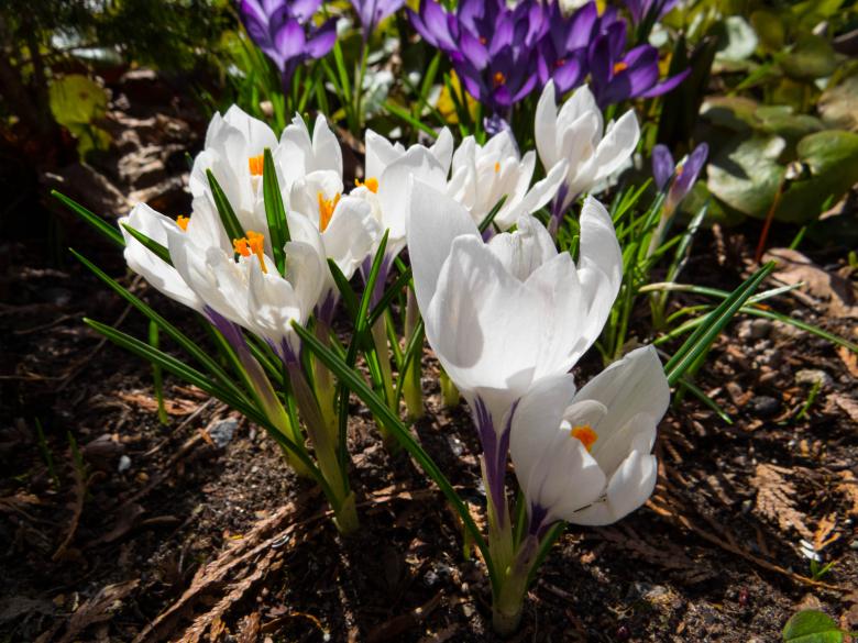 Free stock image of White crocuses  created by Janis Urtans