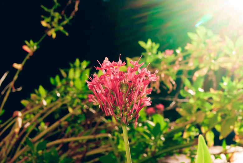 Free stock image of Flower streaks created by Charl Christiani