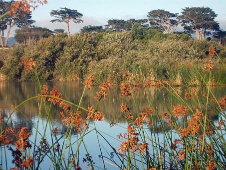 Wild Grass on the Bank - Free Stock Photo