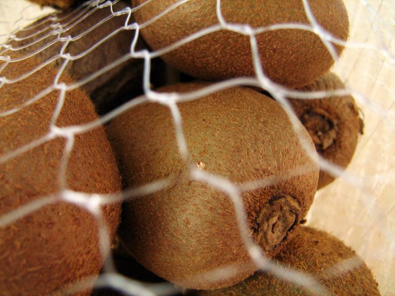 Free stock image of Kiwi created by 2happy