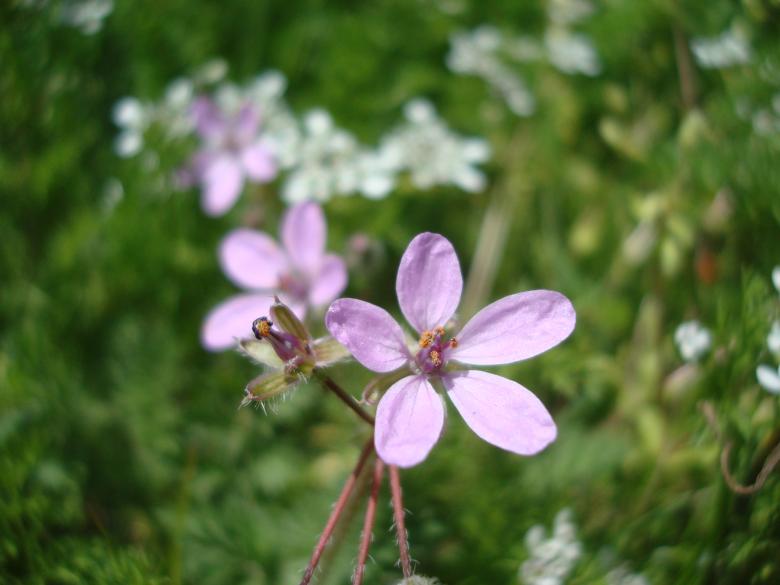 Free stock image of Spring flowers created by Boris Kyurkchiev