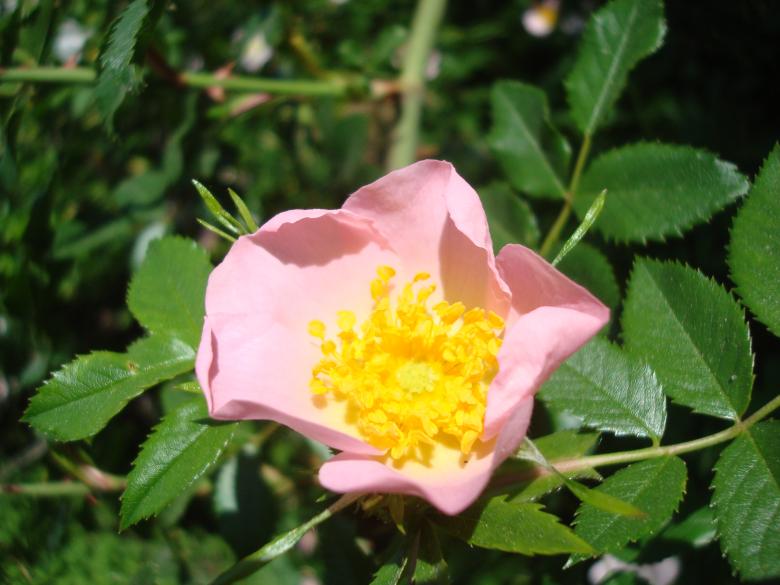 Free stock image of Wild rose flower created by Boris Kyurkchiev