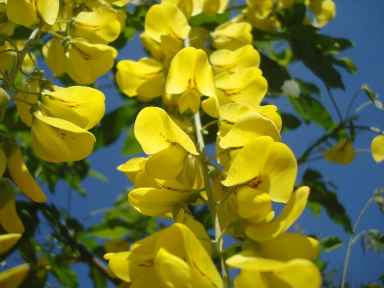Free stock image of Yellow flowers created by Boris Kyurkchiev