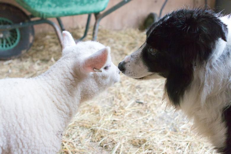 Free stock image of Sheep and dog created by Geoffrey Whiteway