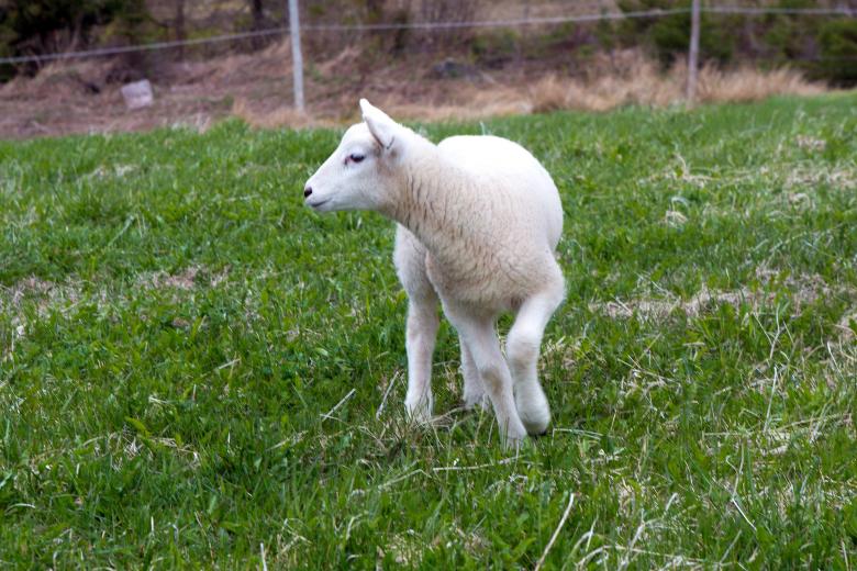 Free stock image of Lamb created by Geoffrey Whiteway