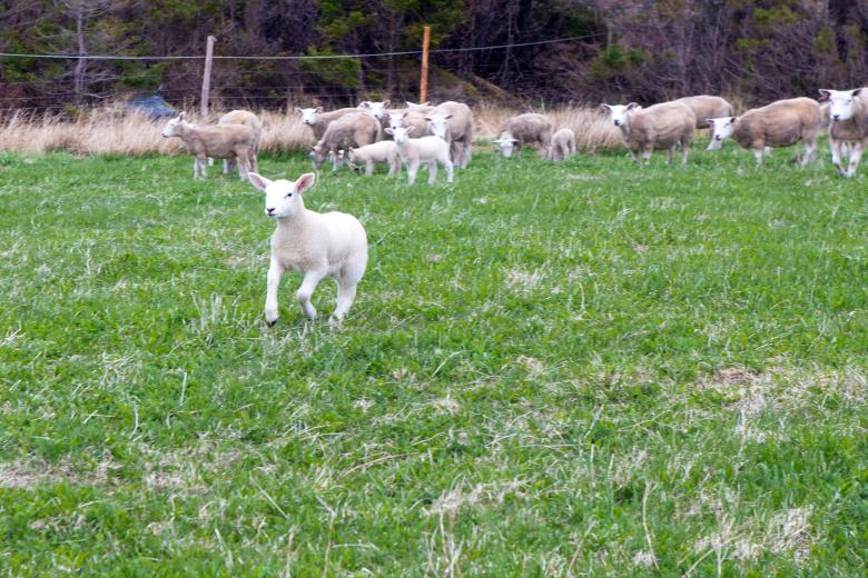 Free stock image of Sheep created by Geoffrey Whiteway