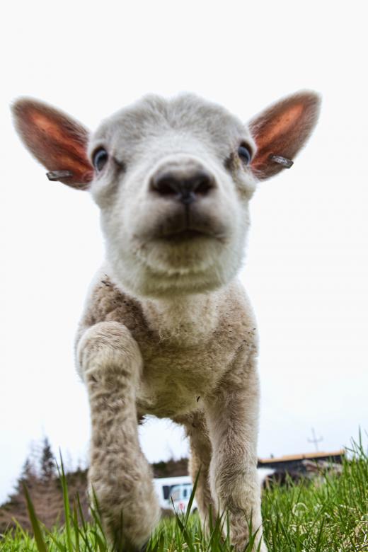 Free stock image of Sheep created by Geoffrey Whiteway