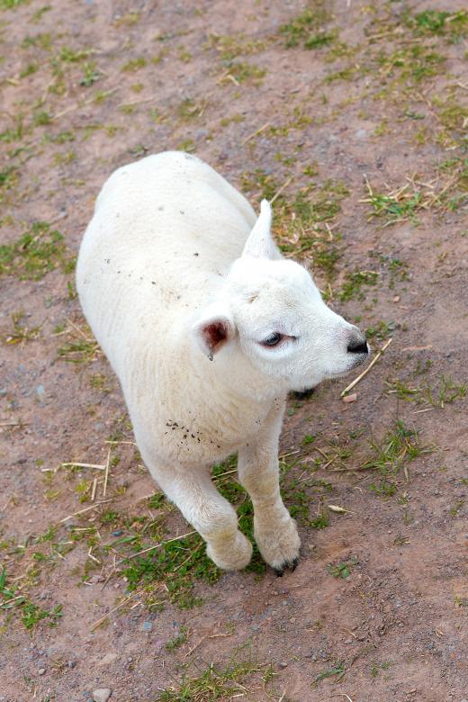 Free stock image of Sheep created by Geoffrey Whiteway