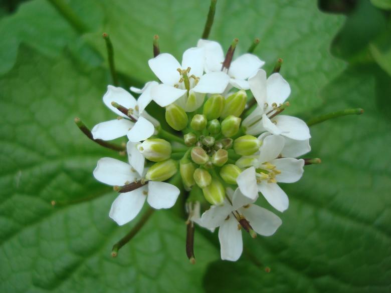 Free stock image of White spring flower created by Boris Kyurkchiev