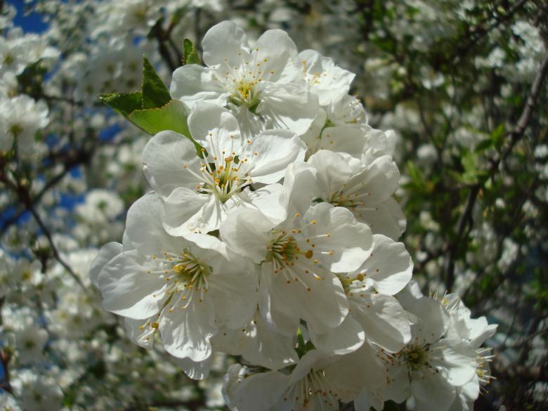 Free stock image of White blossoms created by Boris Kyurkchiev