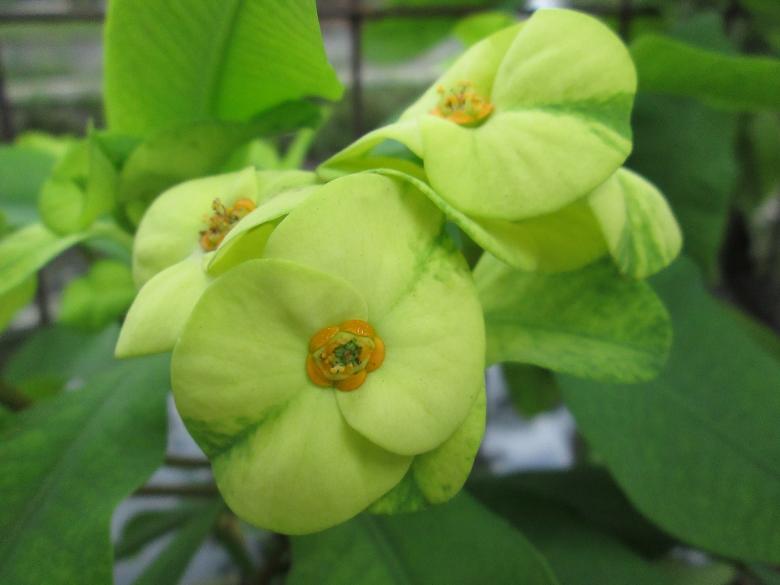 Free stock image of Fresh Green Flower created by Haryoto