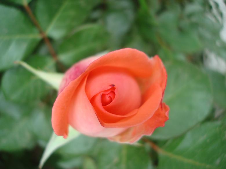 Free stock image of Red rose close-up created by Boris Kyurkchiev