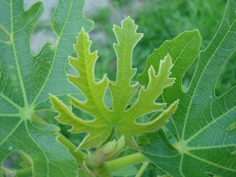 Free stock image of Young fig leaf created by Boris Kyurkchiev