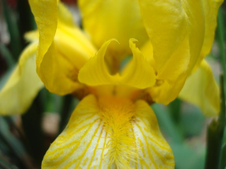 Free stock image of Yellow Iris flower macro created by Boris Kyurkchiev