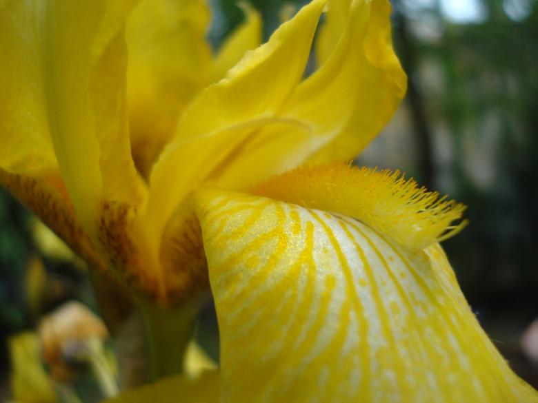 Free stock image of Yellow Iris flower macro created by Boris Kyurkchiev