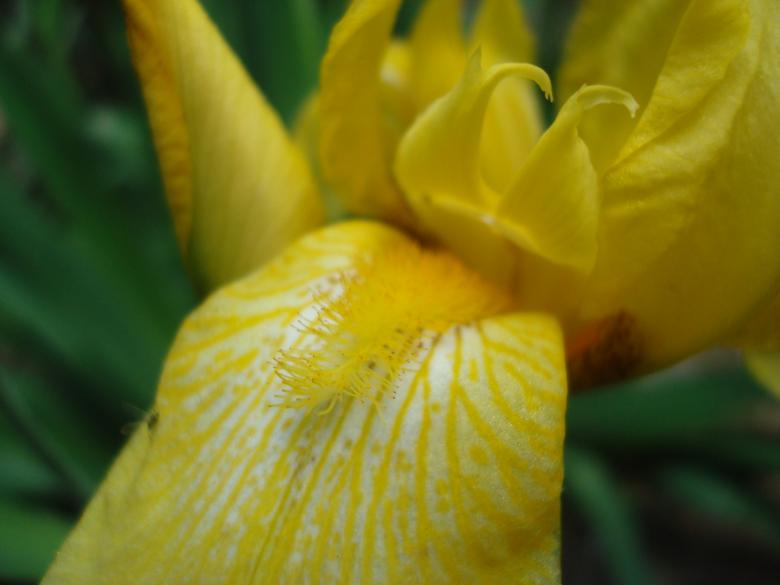 Free stock image of Yellow Iris flower macro created by Boris Kyurkchiev