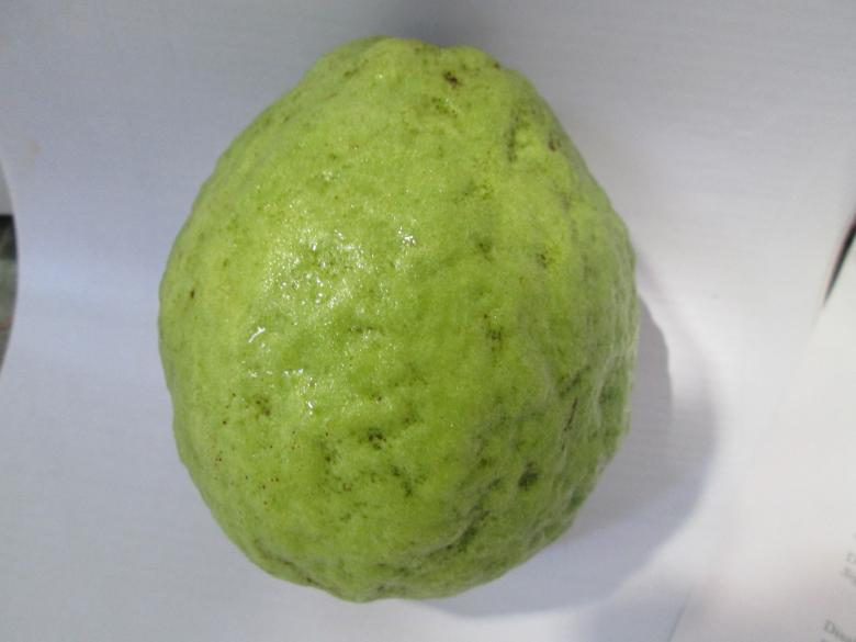 Free stock image of Fresh Guava created by Haryoto