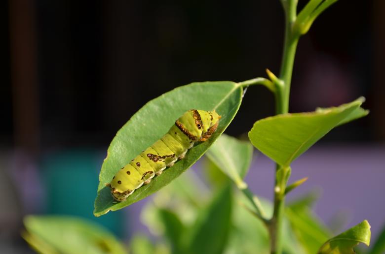 Free stock image of Caterpillar created by Chayanin Wongpracha