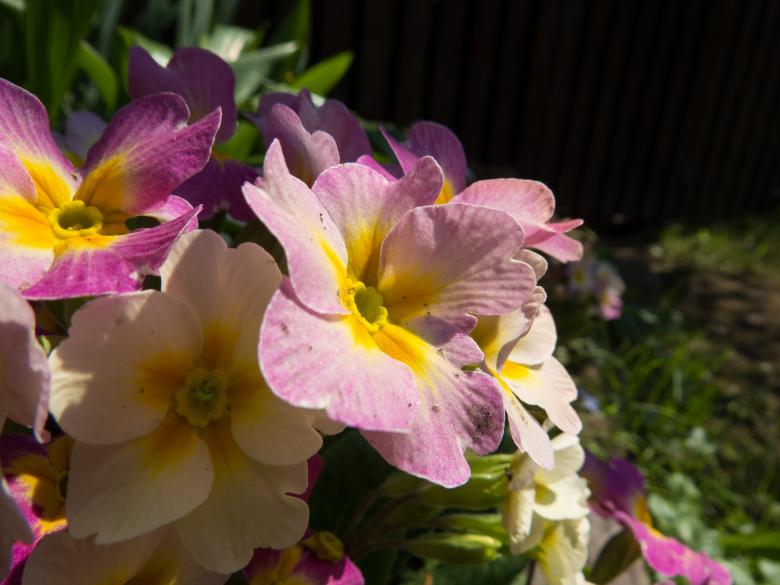 Free stock image of Beautiful flowers  created by Janis Urtans