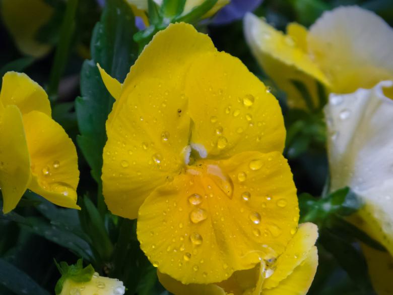 Free stock image of Flowers after the rain created by Janis Urtans