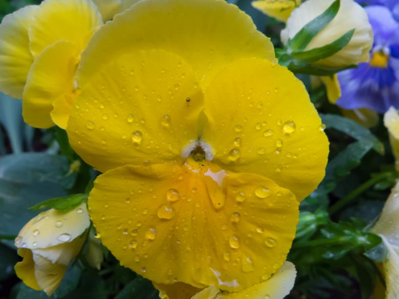 Free stock image of Flowers after the rain created by Janis Urtans