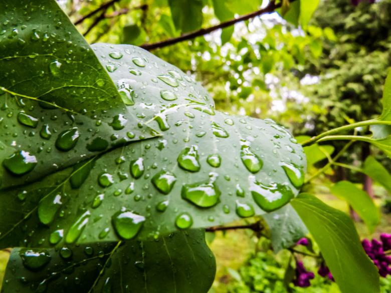 Free stock image of Leaf after the rain created by Janis Urtans